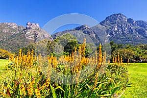 Yellow flowers and beautiful mountains in the background in Kirstenbosch botanical garden