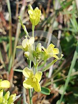 Yellow flowers so beautiful neture plant