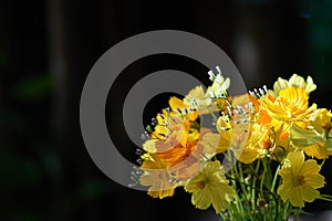 Yellow flowers are beautifully arranged in beautiful flower vases and sunlight.