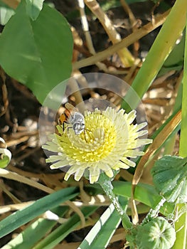 Yellow flowers in bee in so beautiful photo