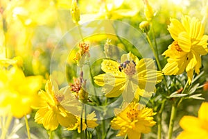 Yellow flowers and bees