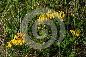 Yellow flowers of Birdsfoot trefoil also called Birds-Foot Deervetch in grass, Lotus corniculatus