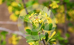 Yellow flowers of black currant bush close-up