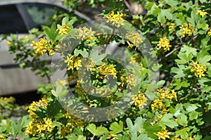 Yellow flowers of black currant