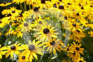 Yellow flowers Black-eyed Susan or Coneflowers in the garden. Summer and spring time