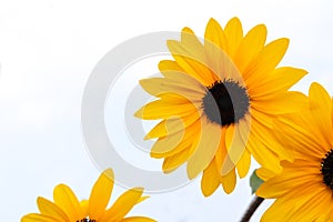 Yellow flowers, Black Eyed Susan or rudbeckia flower photo