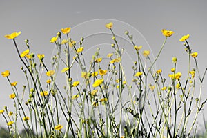 Yellow flowers on a black and white background.