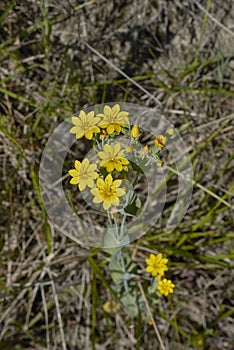 Yellow flowers of Blackstonia perfoliata plant