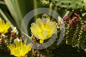 Yellow flowers of a blind prickly pear (opuntia rufida), a cactus native of Texas and New Mexico