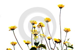 Yellow flowers in bloom photo