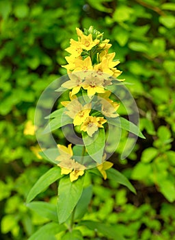 Yellow flowers in bloom