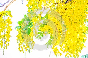 Yellow flowers in bloom. Beautiful bouquet with tropical flowers and plants on white background. Yellow wisteria