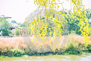 Yellow flowers in bloom. Beautiful bouquet with tropical flowers and plants on white background. Yellow wisteria