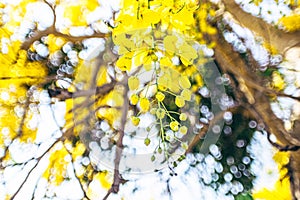 Yellow flowers in bloom. Beautiful bouquet with tropical flowers and plants on white background. Yellow wisteria