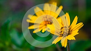 Yellow flowers bloom in the morning