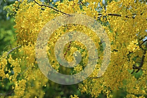 Yellow flowers in bloom summer. Golden shower tree.