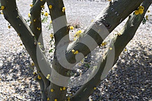 Sweet Acacia tree in bloom