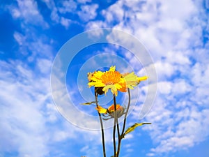 Yellow flowers blooming against the backdrop