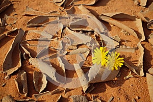 Yellow flowers blooming on a cracked desert soil for spring summer season and symbol of hope concept.