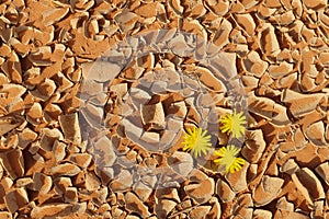 Yellow flowers blooming on a cracked desert soil for spring summer season and symbol of hope concept.