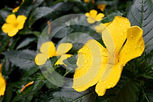 Yellow flowers blooming and dark green leave with droplets.