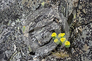 Yellow flowers of blooming golden root, Rhodiola rosea