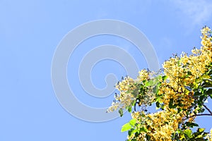 Yellow flowers blooming and ligt blue sky.