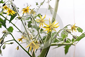 Yellow flowers of a blooming tomato in a greenhouse