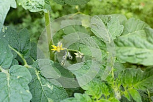 Yellow flowers of a blooming tomato in a greenhouse