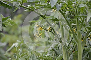 Yellow flowers of blooming tomatoes ready for pollination in a greenhouse. Flowers of tomato on the stem