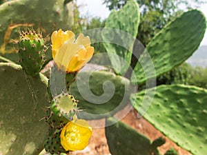 Yellow flowers of blossoming cactus. Close-up, macro