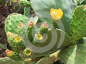 Yellow flowers of blossoming cactus. Close-up, macro