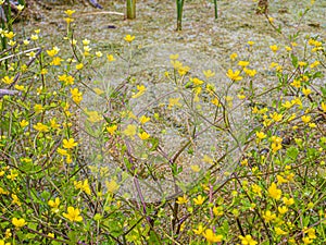 Yellow flowers and blossoms buds