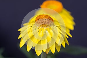 Yellow flowers on blue background