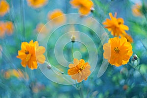 Yellow flowers on a blue background. Yellow cosmos flowers on a beautiful background. Selective focus