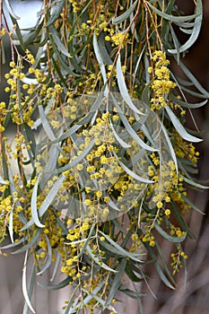 Yellow flowers and blue grey foliage of the Australian native Weeping Myall, Acacia pendula, family Fabaceae photo