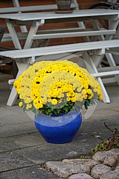 Yellow flowers in a blue pot at the home entrance