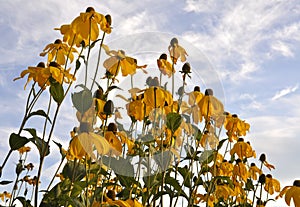 Yellow flowers and blue sky