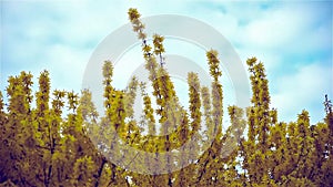 Yellow flowers and blue sky