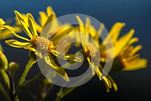 yellow flowers in the blue sky