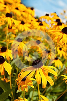 Yellow Flowers on a Blue Sky