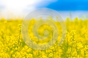 Yellow flowers and blue sky. Spring or summer meadow field landscape