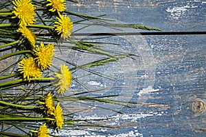 Yellow flowers on a blue wooden background, yellow juveniles on a wooden background.