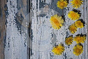 Yellow flowers on a blue wooden background, yellow juveniles on a wooden background.