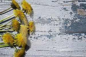 Yellow flowers on a blue wooden background, yellow juveniles on a wooden background.
