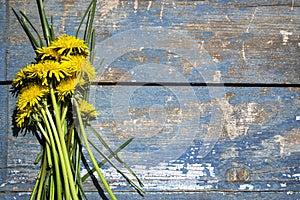 Yellow flowers on a blue wooden background, yellow juveniles on a wooden background.