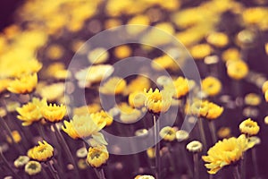 Yellow flowers on blur wall background