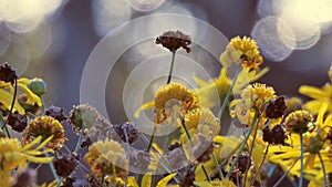 Yellow flowers with blurred background 02