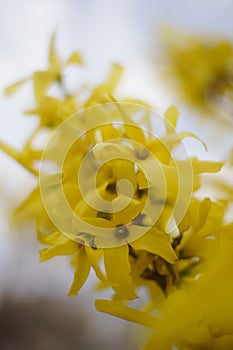 Yellow flowers on  blurred light background