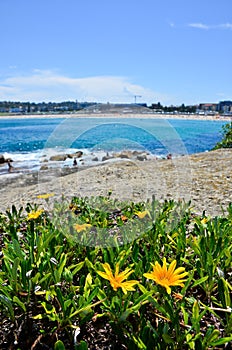 Yellow flowers at Bondi Beach, Sydney, Australia.